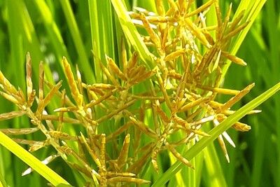 Erdmandelgras - © Pascal Stalljohann Erdmandelgras