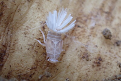 Nymphe Schilf-Glasflügelzikade - © Nadine Drechsler Nymphe Schilf-Glasflügelzikade