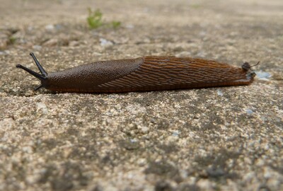 Spanische Wegschnecke (Arion lusitanicus)