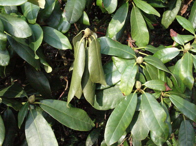 Welke Blätter am Rhododendron 