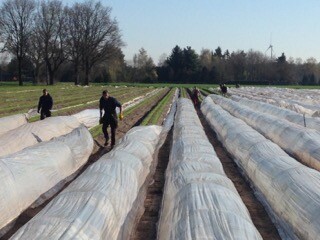 Möhrenanbau unter Tunnel - © Henning Holste, Hof Holste Möhrenanbau unter Tunnel