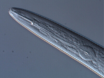 Nematode der Gattung Tylenchorhynchus