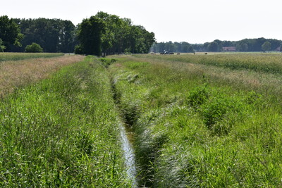 Gewässerrandstreifen Gewässer 2. Ordnung - © Nora Kretzschmar Grünes Feld mit einem schmalen Wassergraben in der Mitte, Bäume im Hintergrund unter klarem Himmel.