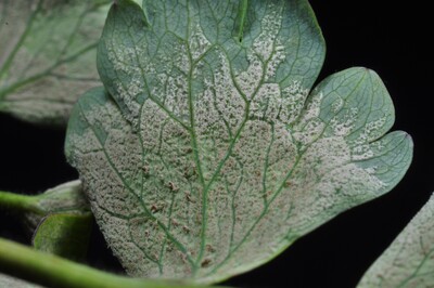 Aquilegia-Peronosporaquilegiicola